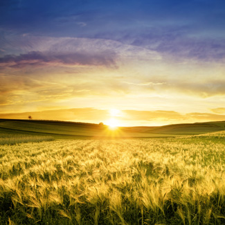Sustainability